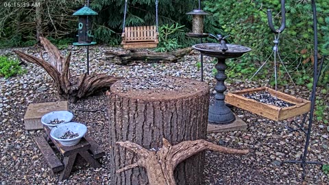 LIVE 24/7 Indiana Birds, Squirrels and Wildlife Feeder Cam