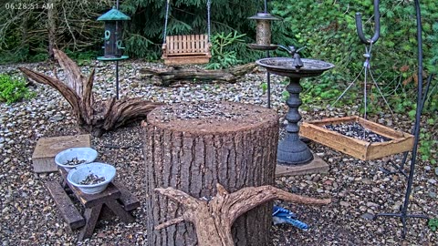 LIVE 24/7 Indiana Birds, Squirrels and Wildlife Feeder Cam