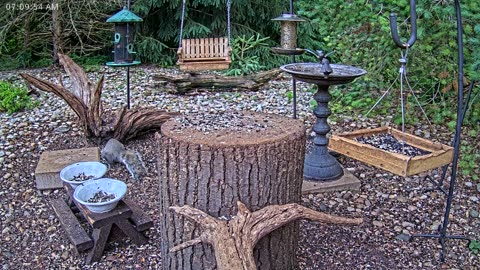 LIVE 24/7 Indiana Birds, Squirrels and Wildlife Feeder Cam