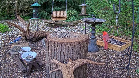 LIVE 24/7 Indiana Birds, Squirrels and Wildlife Feeder Cam
