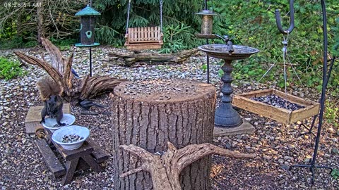 LIVE 24/7 Indiana Birds, Squirrels and Wildlife Feeder Cam
