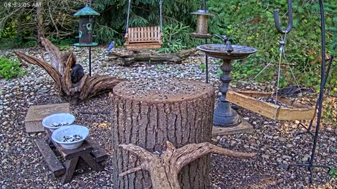 LIVE 24/7 Indiana Birds, Squirrels and Wildlife Feeder Cam