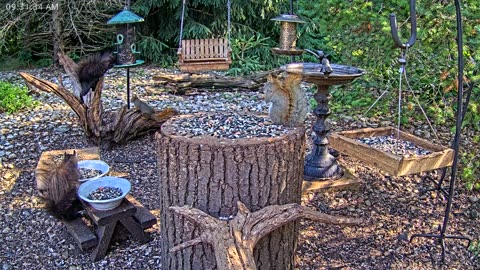 LIVE 24/7 Indiana Birds, Squirrels and Wildlife Feeder Cam