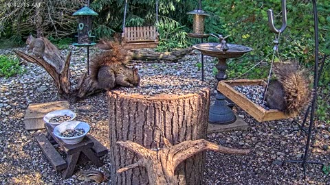 LIVE 24/7 Indiana Birds, Squirrels and Wildlife Feeder Cam