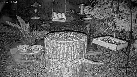 LIVE 24/7 Indiana Birds, Squirrels and Wildlife Feeder Cam