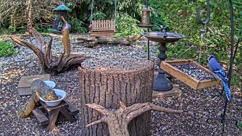 LIVE 24/7 Indiana Birds, Squirrels and Wildlife Feeder Cam