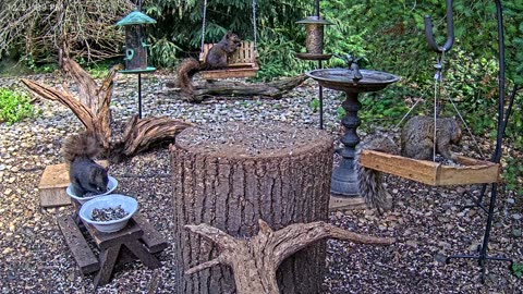 LIVE 24/7 Indiana Birds, Squirrels and Wildlife Feeder Cam