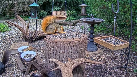 LIVE 24/7 Indiana Birds, Squirrels and Wildlife Feeder Cam