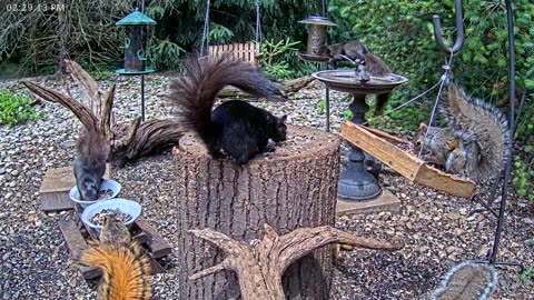 LIVE 24/7 Indiana Birds, Squirrels and Wildlife Feeder Cam