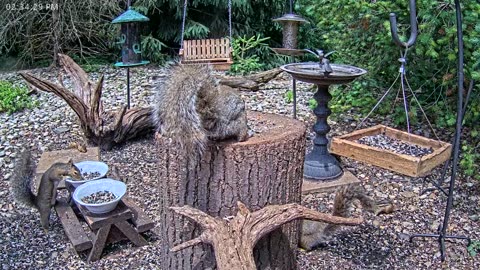 LIVE 24/7 Indiana Birds, Squirrels and Wildlife Feeder Cam