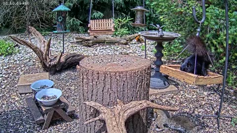 LIVE 24/7 Indiana Birds, Squirrels and Wildlife Feeder Cam