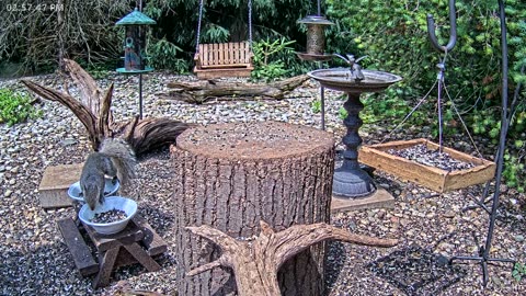 LIVE 24/7 Indiana Birds, Squirrels and Wildlife Feeder Cam