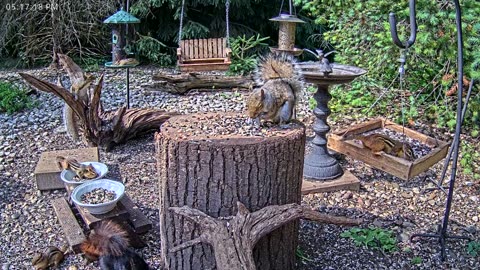 LIVE 24/7 Indiana Birds, Squirrels and Wildlife Feeder Cam
