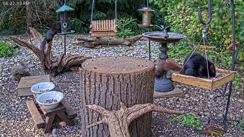 LIVE 24/7 Indiana Birds, Squirrels and Wildlife Feeder Cam