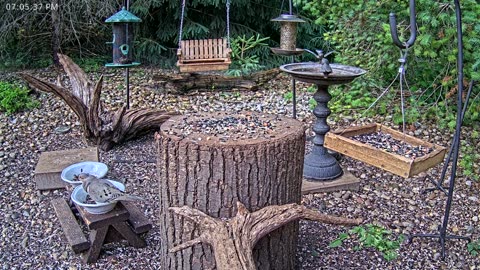 LIVE 24/7 Indiana Birds, Squirrels and Wildlife Feeder Cam