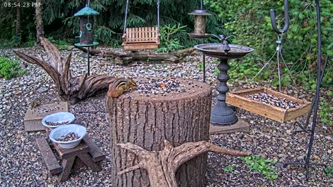 LIVE 24/7 Indiana Birds, Squirrels and Wildlife Feeder Cam