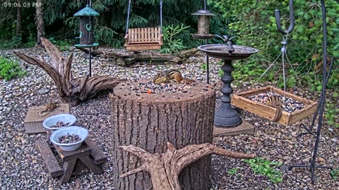 LIVE 24/7 Indiana Birds, Squirrels and Wildlife Feeder Cam