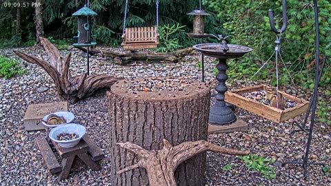 LIVE 24/7 Indiana Birds, Squirrels and Wildlife Feeder Cam