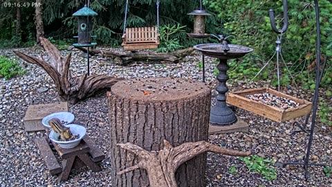 LIVE 24/7 Indiana Birds, Squirrels and Wildlife Feeder Cam