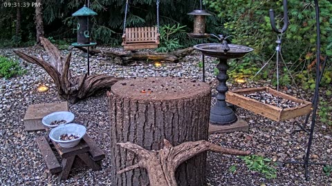 LIVE 24/7 Indiana Birds, Squirrels and Wildlife Feeder Cam