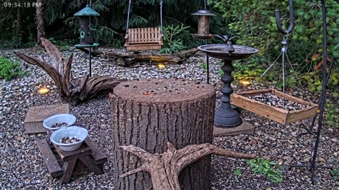 LIVE 24/7 Indiana Birds, Squirrels and Wildlife Feeder Cam