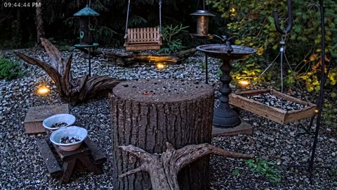 LIVE 24/7 Indiana Birds, Squirrels and Wildlife Feeder Cam