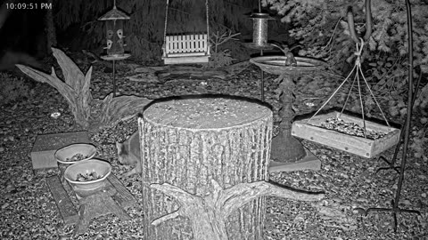 LIVE 24/7 Indiana Birds, Squirrels and Wildlife Feeder Cam