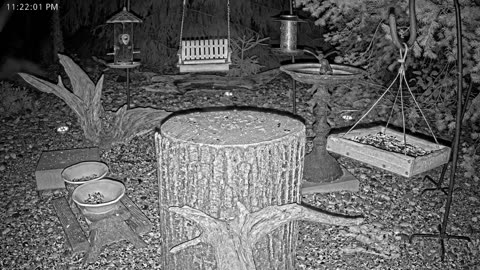LIVE 24/7 Indiana Birds, Squirrels and Wildlife Feeder Cam