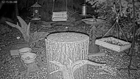 LIVE 24/7 Indiana Birds, Squirrels and Wildlife Feeder Cam