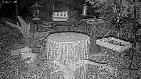 LIVE 24/7 Indiana Birds, Squirrels and Wildlife Feeder Cam