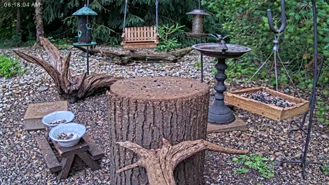 LIVE 24/7 Indiana Birds, Squirrels and Wildlife Feeder Cam