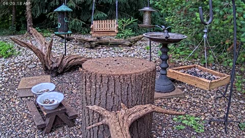 LIVE 24/7 Indiana Birds, Squirrels and Wildlife Feeder Cam