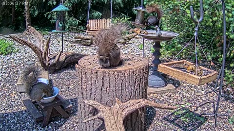 LIVE 24/7 Indiana Birds, Squirrels and Wildlife Feeder Cam