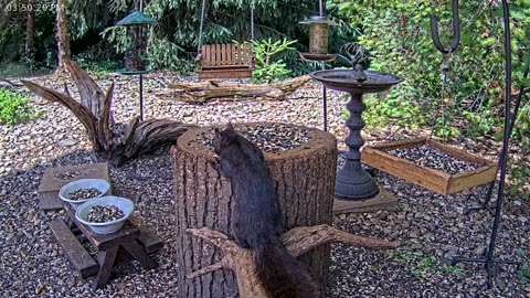 LIVE 24/7 Indiana Birds, Squirrels and Wildlife Feeder Cam