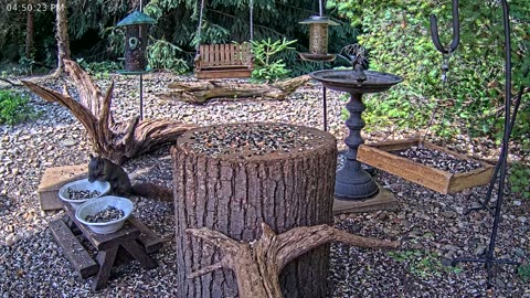 LIVE 24/7 Indiana Birds, Squirrels and Wildlife Feeder Cam