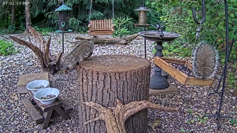 LIVE 24/7 Indiana Birds, Squirrels and Wildlife Feeder Cam