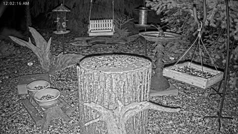 LIVE 24/7 Indiana Birds, Squirrels and Wildlife Feeder Cam