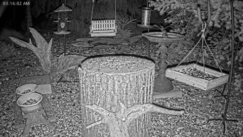 LIVE 24/7 Indiana Birds, Squirrels and Wildlife Feeder Cam