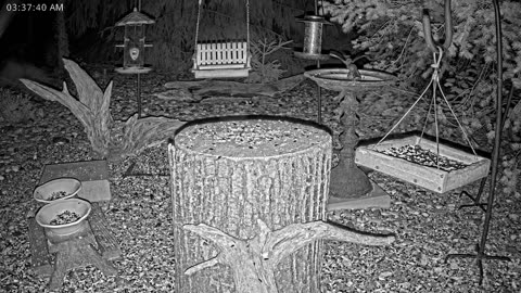 LIVE 24/7 Indiana Birds, Squirrels and Wildlife Feeder Cam