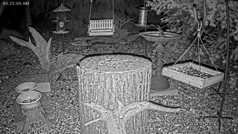 LIVE 24/7 Indiana Birds, Squirrels and Wildlife Feeder Cam