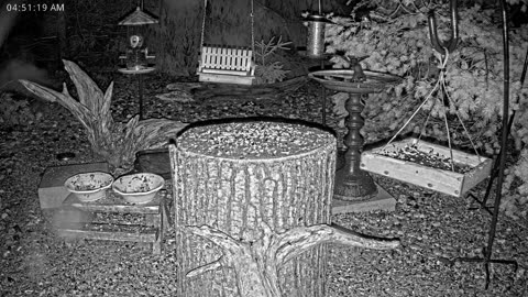 LIVE 24/7 Indiana Birds, Squirrels and Wildlife Feeder Cam
