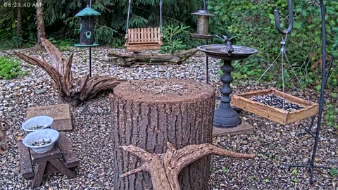 LIVE 24/7 Indiana Birds, Squirrels and Wildlife Feeder Cam