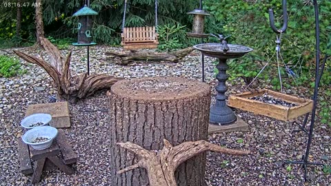 LIVE 24/7 Indiana Birds, Squirrels and Wildlife Feeder Cam