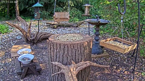 LIVE 24/7 Indiana Birds, Squirrels and Wildlife Feeder Cam
