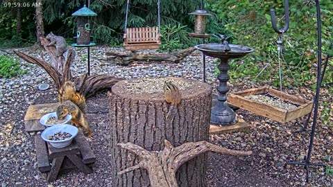 LIVE 24/7 Indiana Birds, Squirrels and Wildlife Feeder Cam