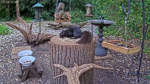 LIVE 24/7 Indiana Birds, Squirrels and Wildlife Feeder Cam