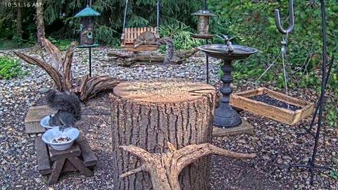 LIVE 24/7 Indiana Birds, Squirrels and Wildlife Feeder Cam