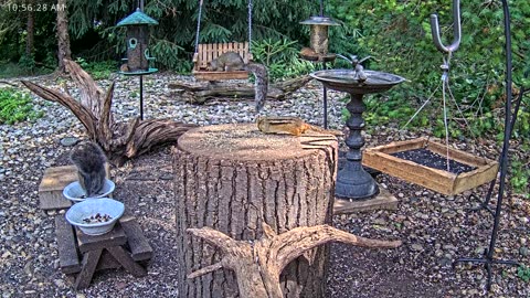 LIVE 24/7 Indiana Birds, Squirrels and Wildlife Feeder Cam