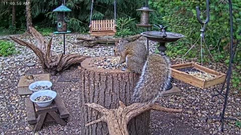 LIVE 24/7 Indiana Birds, Squirrels and Wildlife Feeder Cam