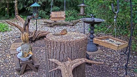 LIVE 24/7 Indiana Birds, Squirrels and Wildlife Feeder Cam